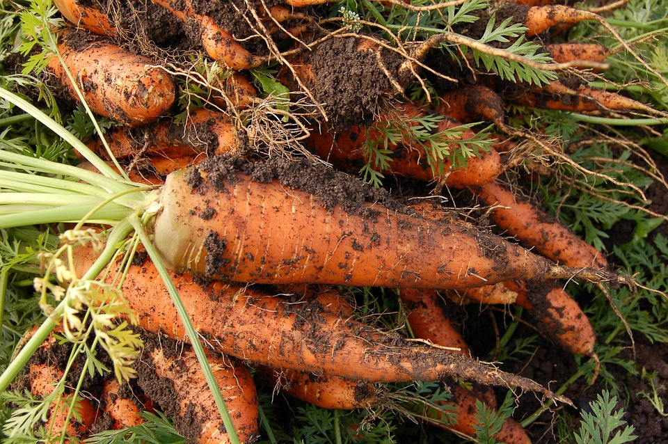 Des carottes avec de la terre dessus, fruit du travail dans un jardin partagé