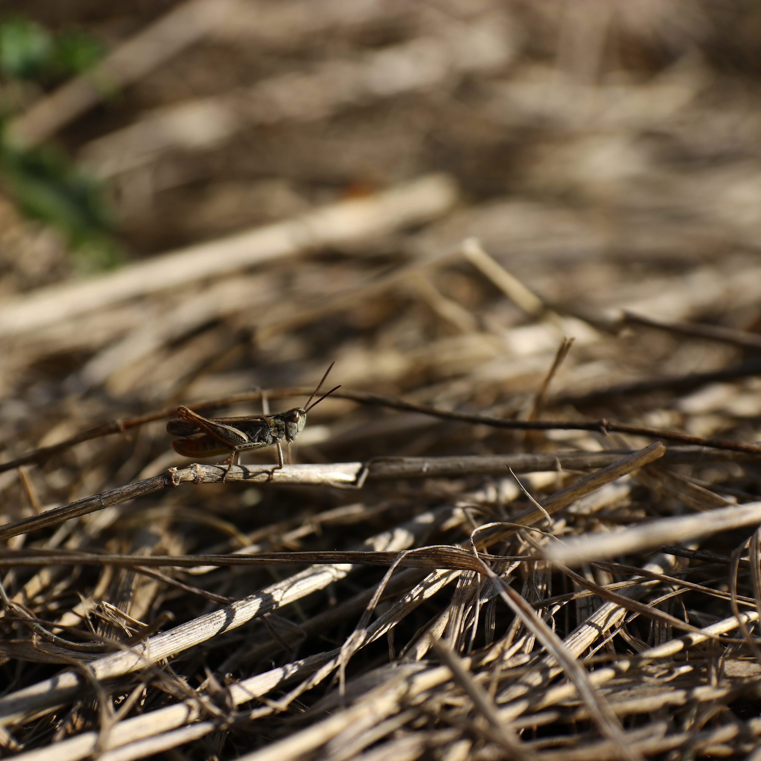 Sauterelle sur paillage