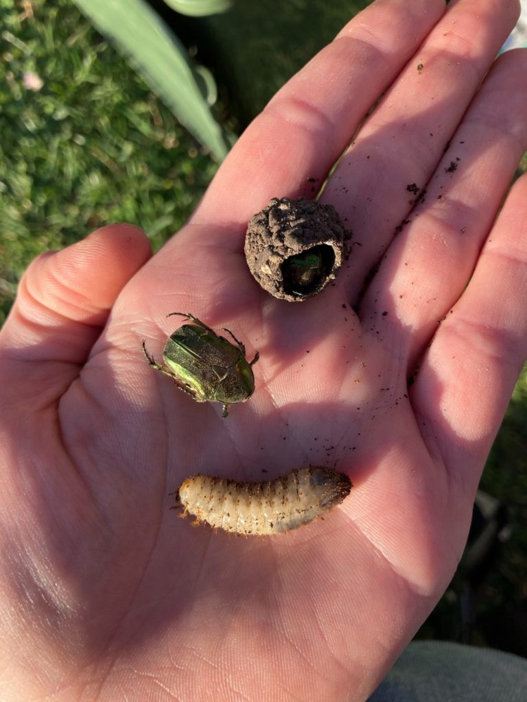 Les 3 stades de la cétoine dorée : nymphe, larve et forme adulte