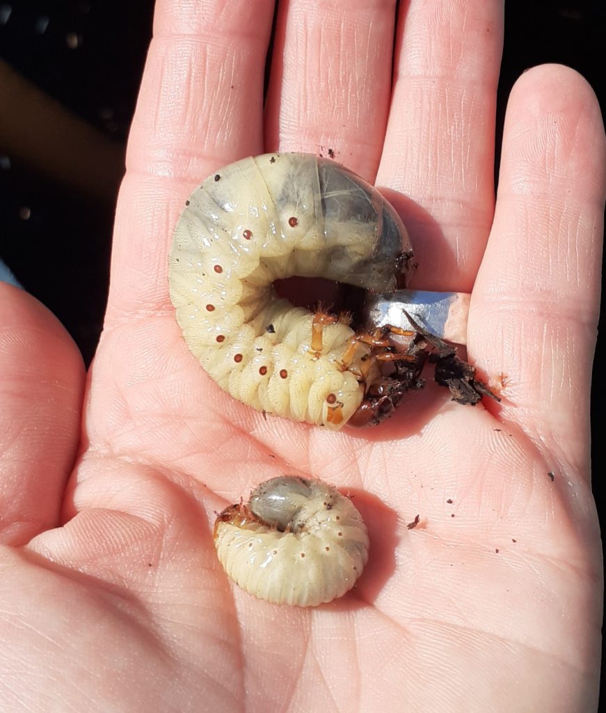 Larves blanches de lucane et larve de Cétoine Dorée