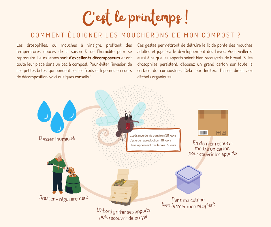 moucherons dans les composteurs